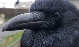 Canuck the Crow causes havoc on Canadian West Coast