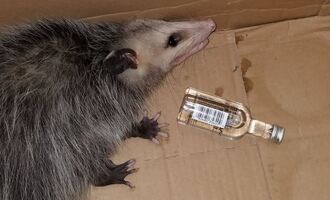 Party possum commits B&E, hits the sauce and gets arrested in Florida