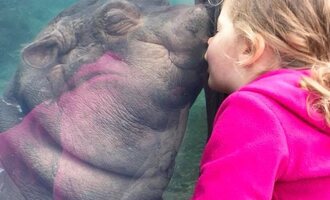 Princess Fiona at the Cincinnati Zoo the Hippo smooches adorable little girl