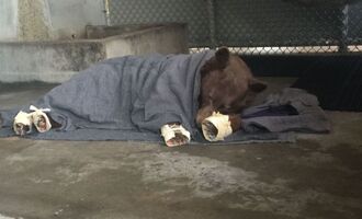 Two bears and a mountain lion treated for burns with fish-skin bandages