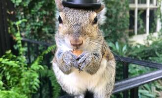 Bella the Squirrel is Half Wild and Half Family Pet