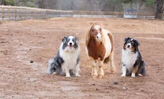 Lil Ben the Miniature Horse Finds Love In A Lonely Place