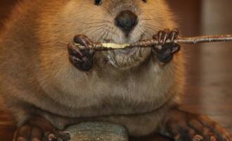 Justin Beaver Baby beaver makes himself feel at home (by building one out of toys)