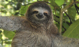 Sloth Commits B&E In Search of Snacks, Gets Busted