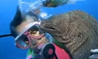 The story of a diver Valerie Taylor and moray eel becoming BFFs