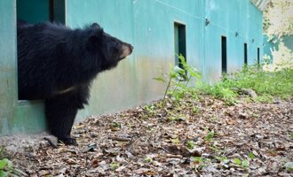 Bear Caged for 15 Years Sees Grass For the First Time