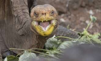 Diego The Gigalo tortoise credited with saving population