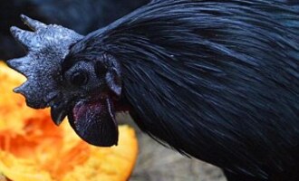 Ayam Cemani – Goth Chickens: Enchanted or going through a ‘phase’?