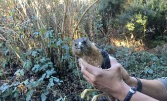 Well, This is Hawkward: Mom Catches Bird of Prey in Bare Hands