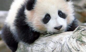 In honour of Panda day, here’s a ton of cuddly videos
