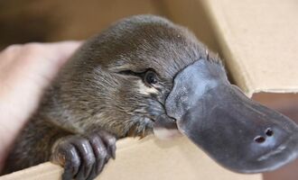 Platypus milk: medical miracle or just plain weird?