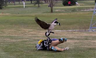 Goose Hates Golf, Attacks Local Teen in Rage