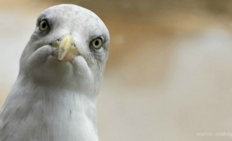 Lifetime Hotel Ban Due To Pepperoni Seagull Debauchery Lifted After 17 Years