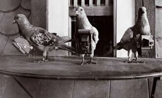 Worlds First Drone Was Actually A Pigeon