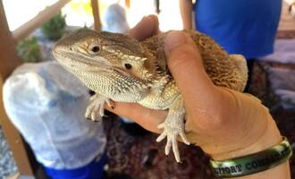 Couple Finds Bearded Dragon In Their Walmart Delivery Box