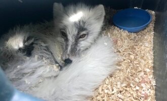 Canadians Save Arctic Fox in Tense Rescue Mission