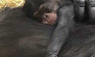 Baby Chimp Born on National Chimp Day Named After Iconic Scientist