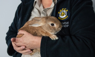 Bunny Mistaken for Bomb In Airport – Causes Havoc