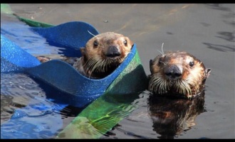 Baby Otter Survives Shark Attack, Makes Adorable Recovery