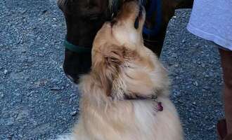 Molly is a Therapy Dog for Abused Horses