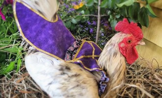 Chicken Fashion: Diapers, Saddles, & Tutu’s for Poultry by Pampered Poultry