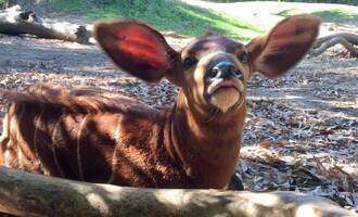 Taylor Swift Escapes From Zoo, Gains National Attention