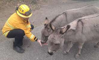 Two Donkeys Rescued From Camp Fire in California