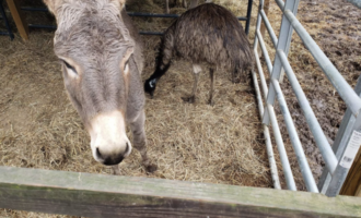 Unlikely Animal Friendship: Jack and Diane, the Donkey-Emu Pair Will Melt Your Heart