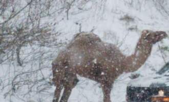 Camel Wandering Down Highway During Snowstorm Sparks Confusion, Hilarity Ensues