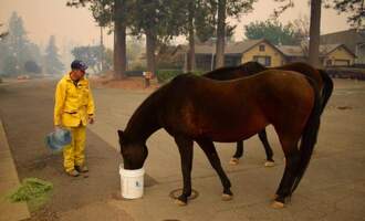 Camp Fire in California Displaces Hundreds of Pets, Rescuers Save Pack of Dogs