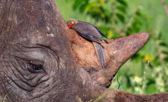 2 Unlikely Friends – A Red-Billed Bird and a Black Rhino