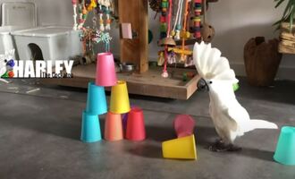 Harley the Cockatoo Terrorizes Table Settings Daily