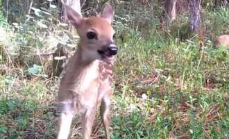Trail Camera Catches Deer Having the Most Amazing Time (Video)