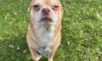 Prancer the Demonic Chihuahua Adopted – No Regrets