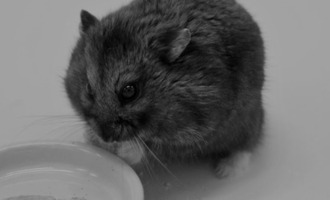 Mr. Goxx, famed crypto investor and hamster, has passed away