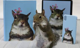 Jill The Squirrel Hurricane Isaac Survivor Now Famous Family Pet