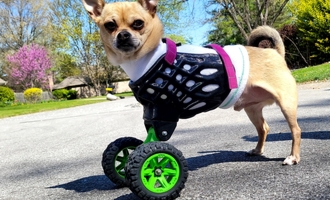 TurboRoo – The 2Legged Chihuahua That Isn’t Slowing Down With His 3D Printed Wheels