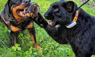 Luna The Pantera Abandoned and Raised With Venza the Rottweiler