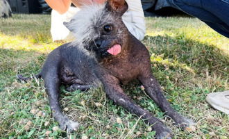 Mr. Happy Face – World’s Ugliest Dog of 2022