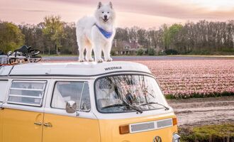 Felix the Samoyed Visited Over 34 Countries and Counting
