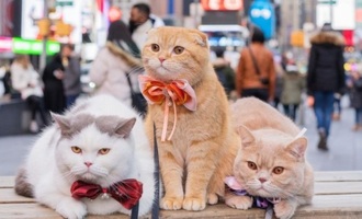 These 3 cats, Sponge Cake, Mocha, and Donut, are your summer 2022 travel goals