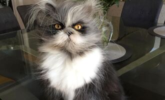 Atchoumthecat with a Tornado of Fur is “Hairy But Not Scary”