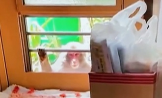 Snow monkey gang terrorizes Japanese city