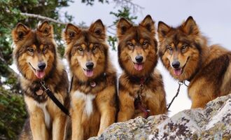 Wander With Willow’s Pack The First Wolfdog Clones in The World