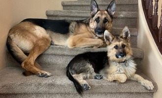 A puppy forever – Meet Ranger, the German Shepherd with dwarfism