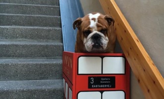Bulldog with arthritis gets tiny bus lift to help use stairs