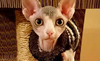 Cranky and Polina, a Couple Sphinx Cats that Living Their Best Not-So-Cranky Lives