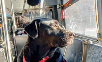 A tribute to Eclipse – Seattle’s bus-riding dog