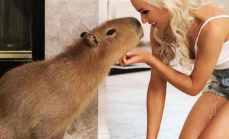 Capybaras, World’s Friendliest Animal, Friend to Humans, and Famous Everywhere