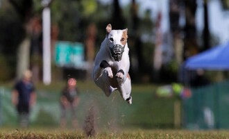 Meet Reas the Whippet, America’s fastest dog!